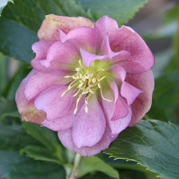 Hellebore ViV® Vera (4-Litre Pot) image 0