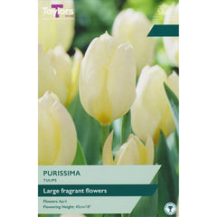 Tulip ‘Purissima’ (8 Bulbs) image 0