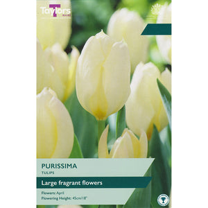 Tulip ‘Purissima’ (8 Bulbs) image 0