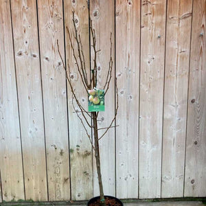 'Doyenne Du Comice' Pear Tree (12 Litre Pot) image 1