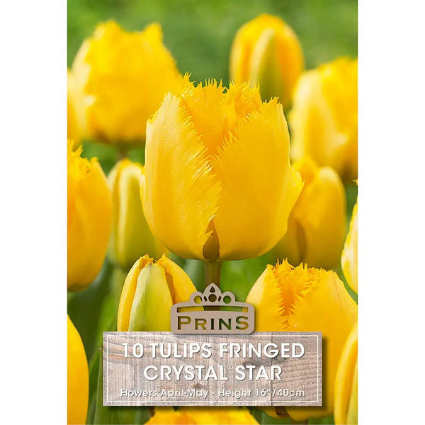 Tulip 'Crystal Star' (10 bulbs) image 0