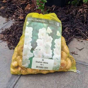 Gladioli White with Pure White Flowers (50 Bulbs) image 0