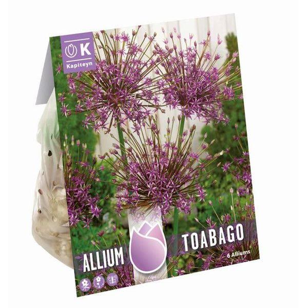 Allium Toabago ‘Spider Firework’ (6 Bulbs) image 0