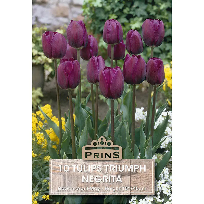 Tulip 'Negrita' (10 bulbs) image 0