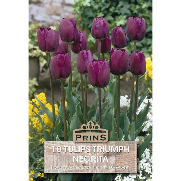 Tulip 'Negrita' (10 bulbs) image 0