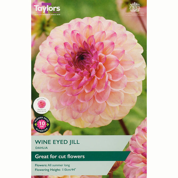 Dahlia ‘Wine Eyed Jill’ with Pink & Cream Flowers (1 Tuber) image 0