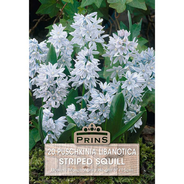Puschkinia libanotica ‘Striped Squill’ (20 Bulbs) image 0