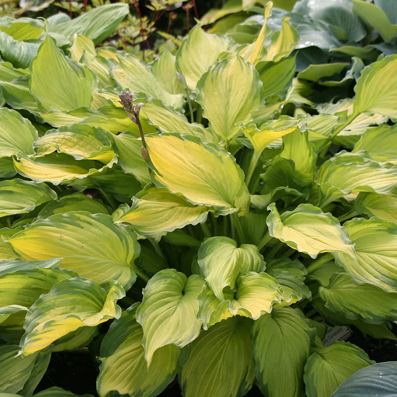 Hosta 'Lady Guinevere' image 0