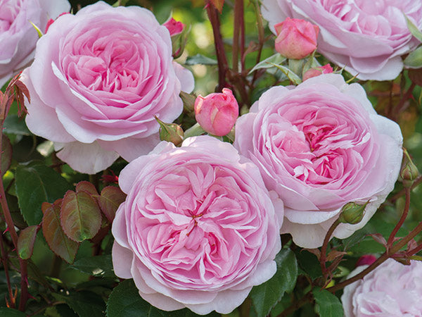 David Austin Olivia Rose Austin® English Shrub Rose (6-Litre Pot) image 0