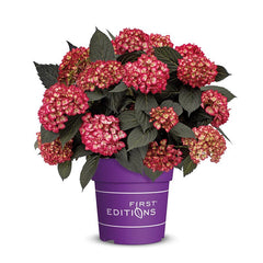 First edition Hydrangea mac. 'Eclipse Red' image 0