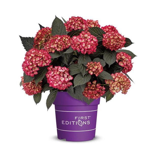 First edition Hydrangea mac. 'Eclipse Red' image 0