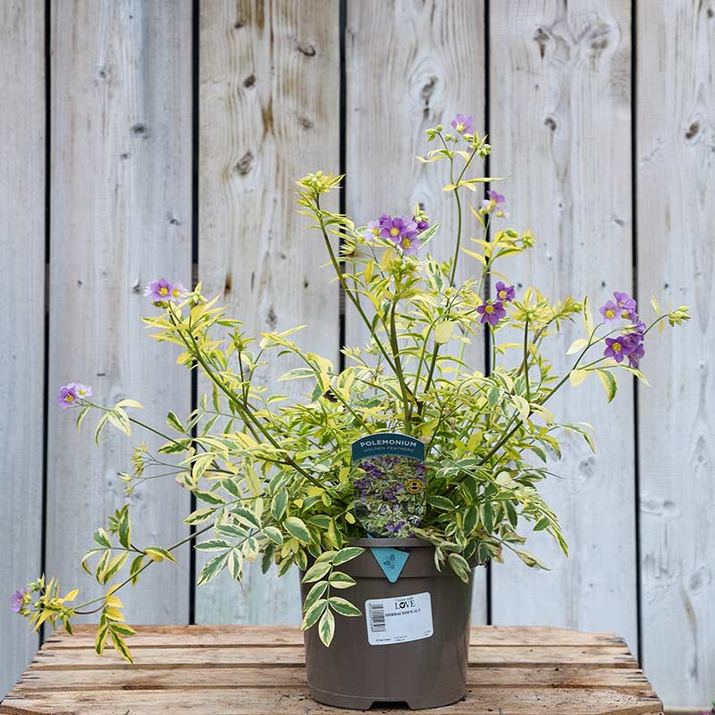 Polemonium ‘Golden Feathers’ (2-Litre Pot) image 0