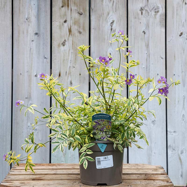 Polemonium ‘Golden Feathers’ (2-Litre Pot) image 0