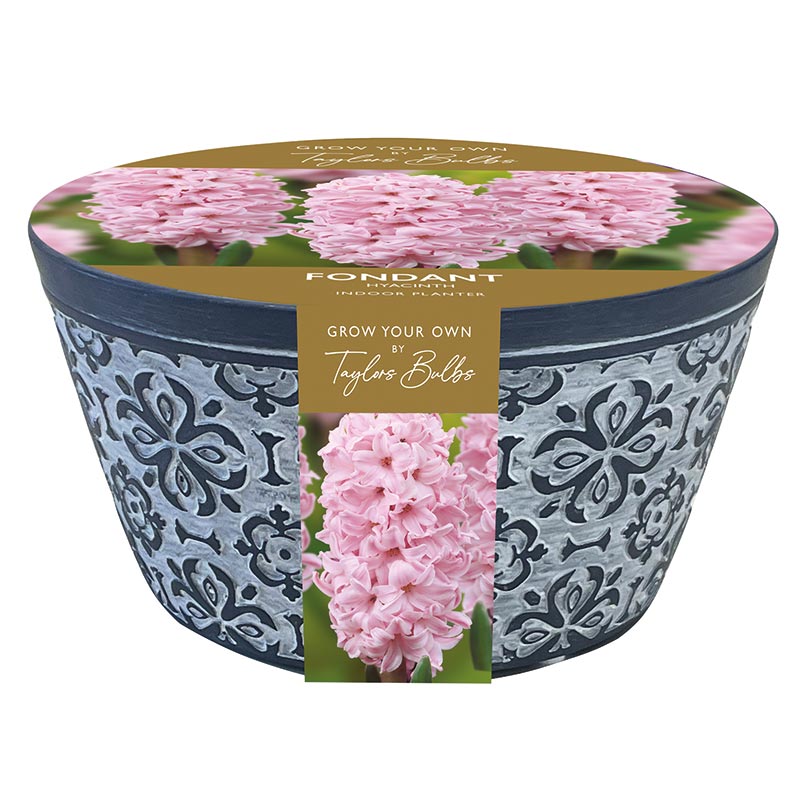 Indoor Terracotta Bowl with Hyacinth ‘Fondant’ (3 bulbs) image 0