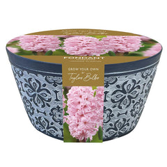 Indoor Terracotta Bowl with Hyacinth ‘Fondant’ (3 bulbs) image 0