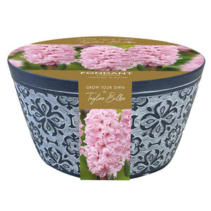 Indoor Terracotta Bowl with Hyacinth ‘Fondant’ (3 bulbs) image 0