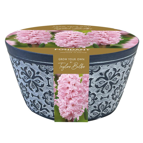 Indoor Terracotta Bowl with Hyacinth ‘Fondant’ (3 bulbs) image 0