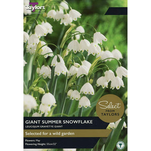 Leucojum ‘Gravetye Giant’ Summer Snowflake (7 Bulbs) image 0