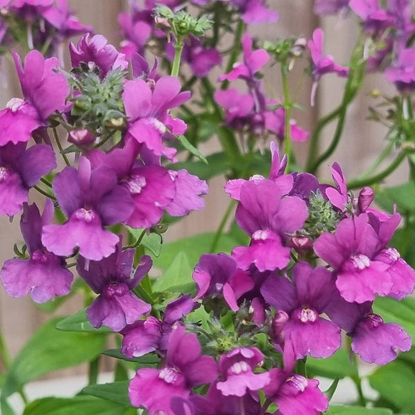 Nemesia ‘Celebration’ (2-Litre Pot) image 1