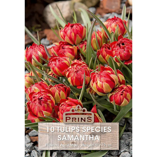 Tulip 'Samantha' (10 bulbs) image 0