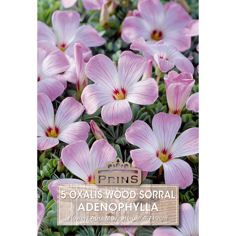 Oxalis Adenophylla ‘Wood Sorrel' (5 Bulbs) image 0
