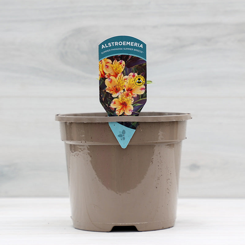 Alstroemeria ‘Summer Breeze’ Peruvian Lily (3-Litre Pot) image 0