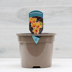 Alstroemeria ‘Summer Breeze’ Peruvian Lily (3-Litre Pot) image 0