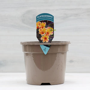 Alstroemeria ‘Summer Breeze’ Peruvian Lily (3-Litre Pot) image 0