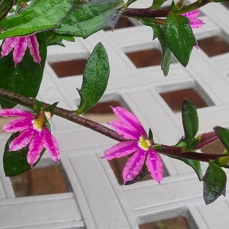 Scaevola Surdiva Fashion Pink Improved (1-Litre Pot) image 0
