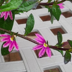 Scaevola Surdiva Fashion Pink Improved (1-Litre Pot) image 0