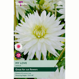 Dahlia Cactus 'My Love' (1 Tuber) image 0