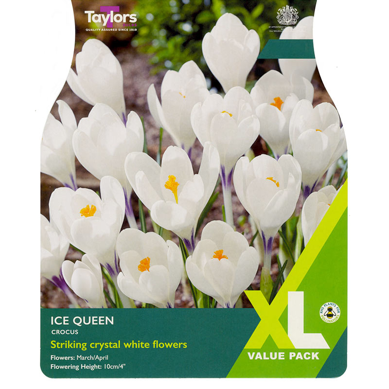 Crocus ‘Ice Queen’ (25 Bulbs) image 0