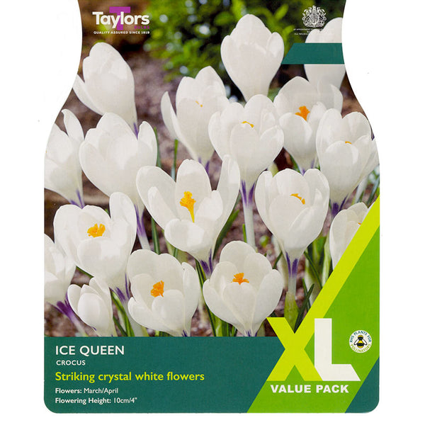 Crocus ‘Ice Queen’ (25 Bulbs) image 0