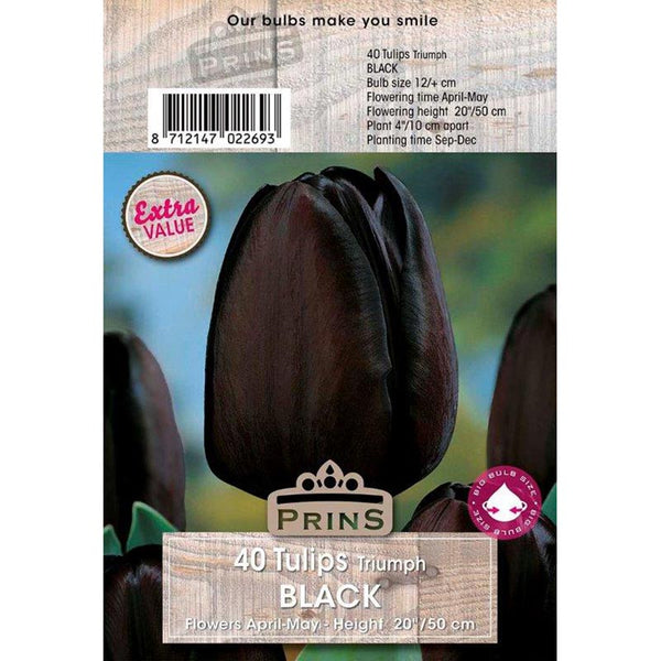 Tulips Triumph ‘Black’ (40 Bulbs) image 0