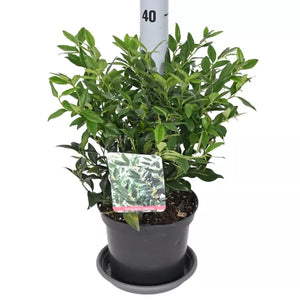 Sarcococca confusa (Sweet Box) image 0