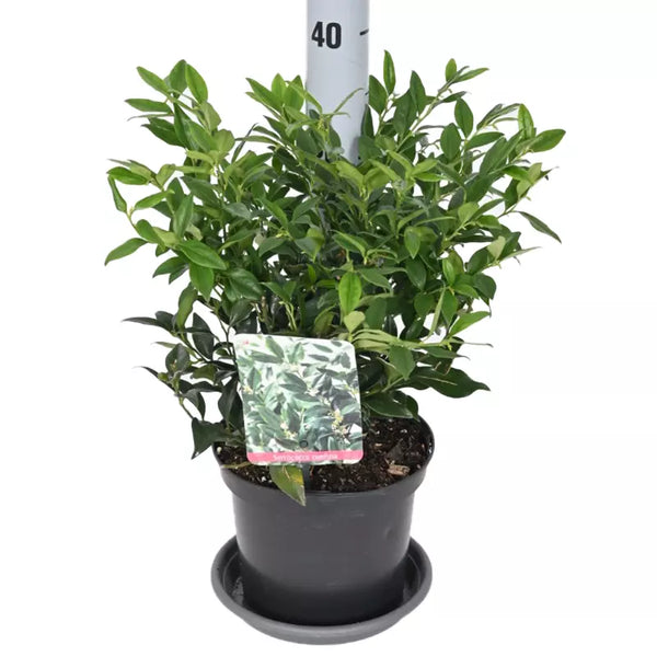 Sarcococca confusa (Sweet Box) image 0