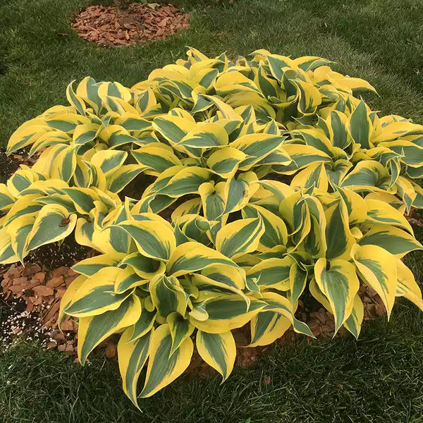 Hosta 'Autumn Frost' image 0