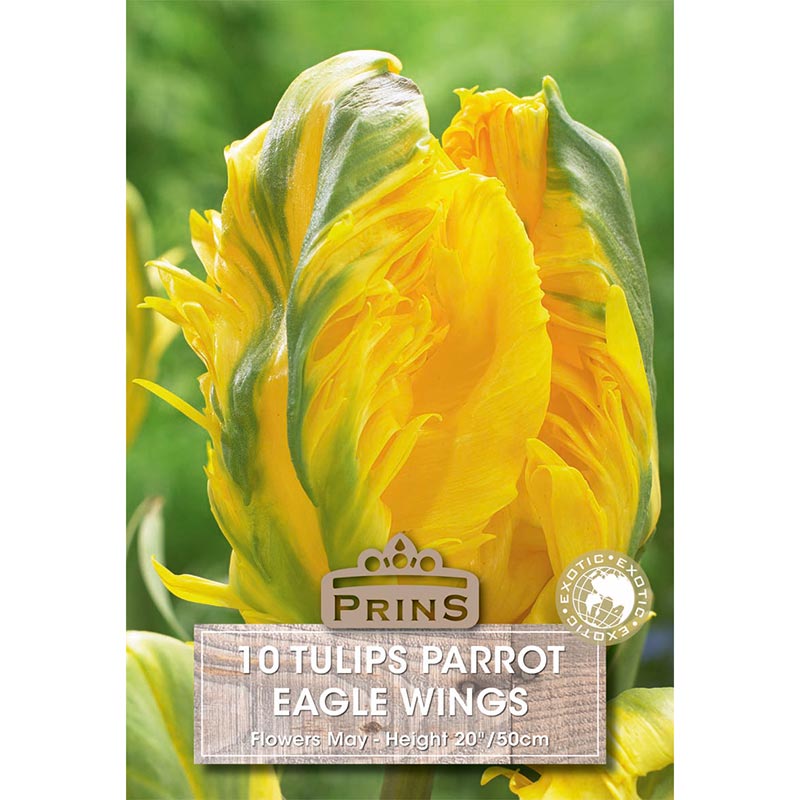 Tulip Parrot ‘Eagle Wings’ (10 Bulbs) image 0