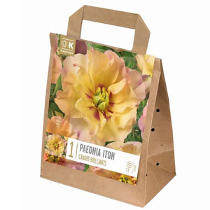Paeonia Itoh 'Canary Brilliants' (1 bare root) image 0