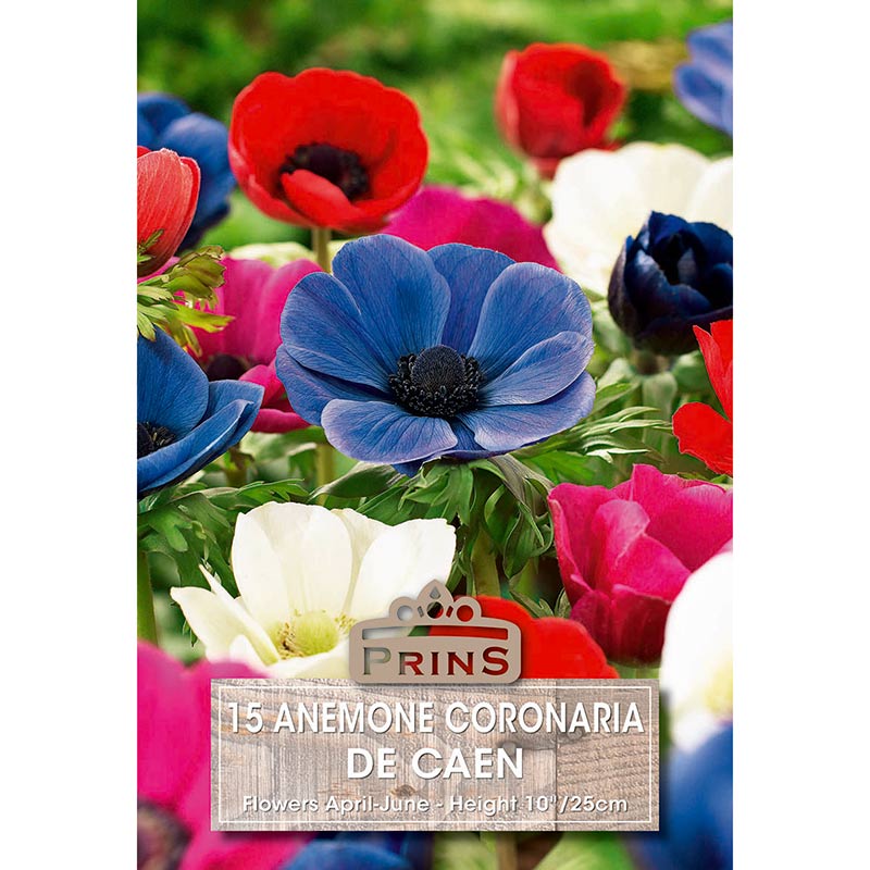 Anemone coronaria 'De Caen Mixed' (15 bulbs) image 0