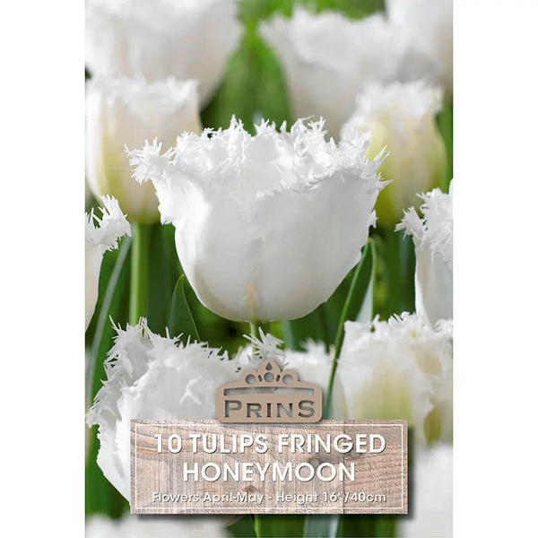 Tulip 'Honeymoon' (10 bulbs) image 0