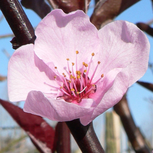 Prunus cerasifera ‘Spring Glow’ Tree (Cherry Blossom) (12-Litre Pot) image 0