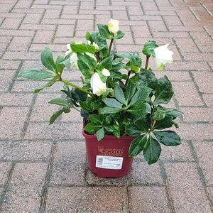 Helleborus HGC ‘Winter Ballet White’ (2-Litre Pot) image 2
