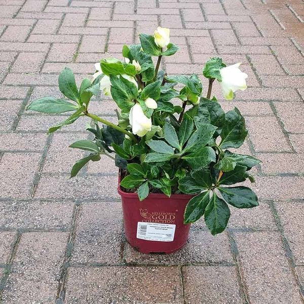 Helleborus HGC ‘Winter Ballet White’ (2-Litre Pot) image 2