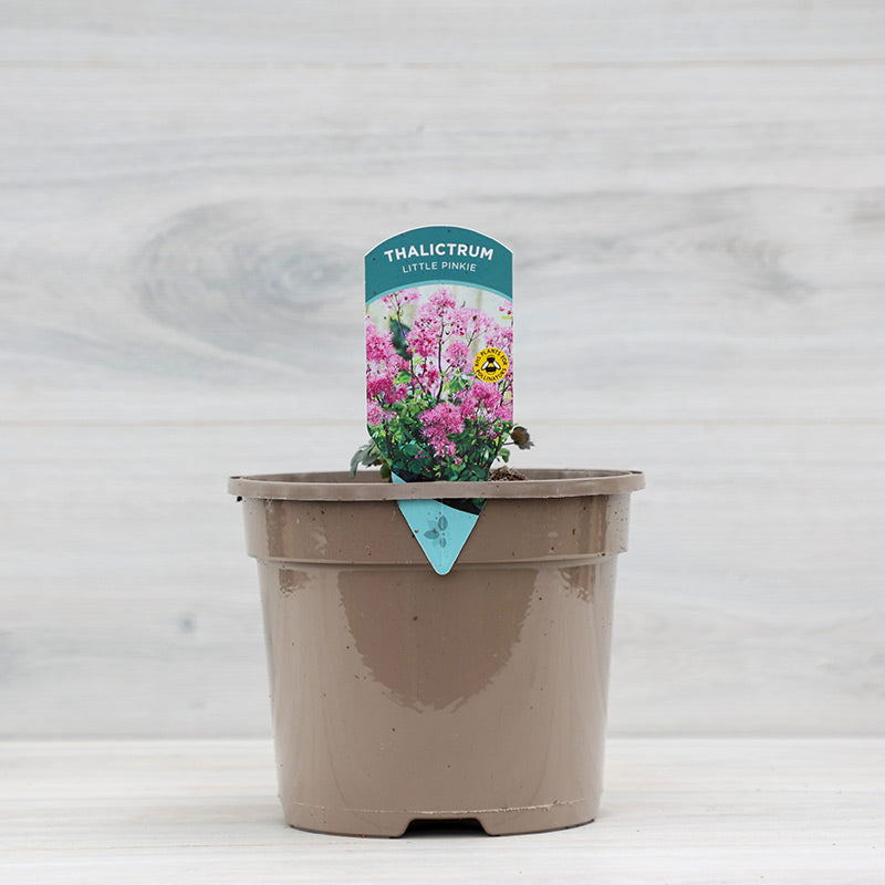 Thalictrum ‘Little Pinkie’ (3-Litre Pot) image 0