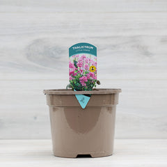 Thalictrum ‘Little Pinkie’ (3-Litre Pot) image 0