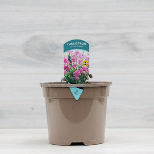 Thalictrum ‘Little Pinkie’ (3-Litre Pot) image 0