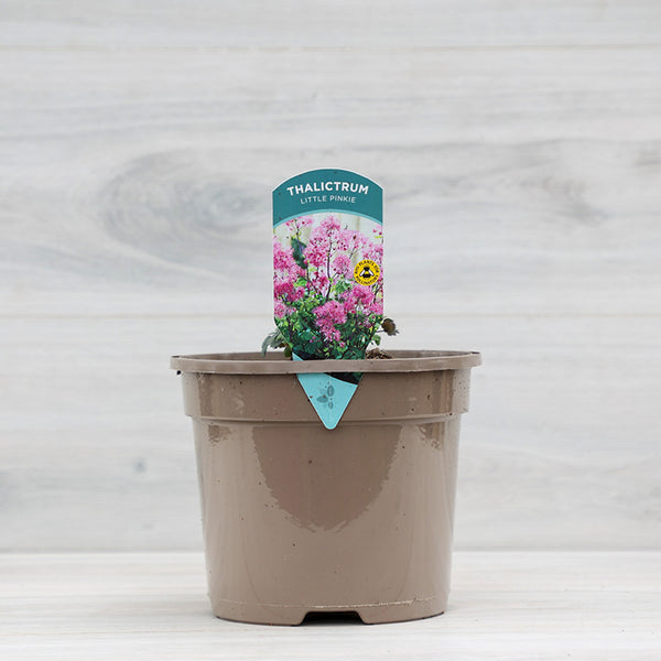 Thalictrum ‘Little Pinkie’ (3-Litre Pot) image 0