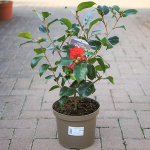 Camellia japonica 'Ruby Wedding' (4 litre pot) image 1