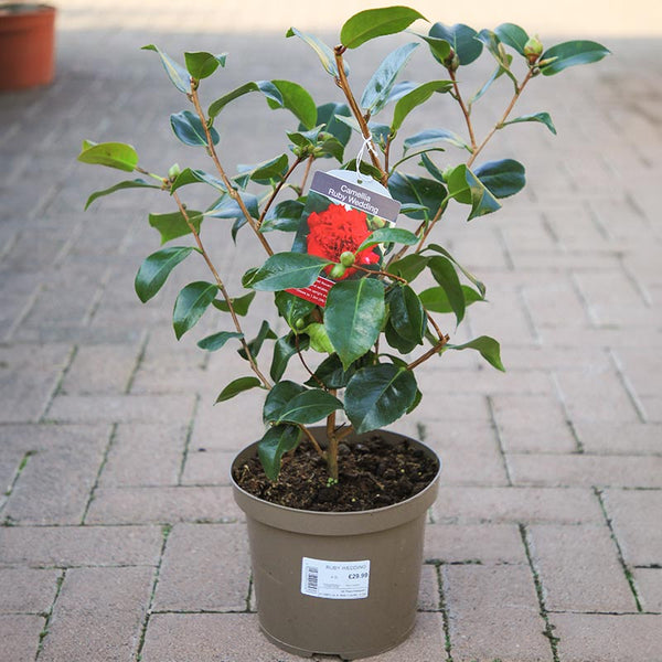 Camellia japonica 'Ruby Wedding' (4 litre pot) image 1